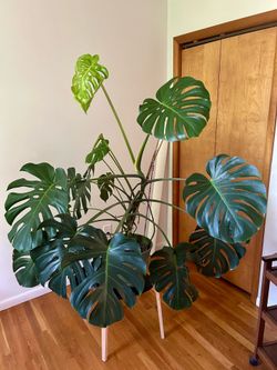 Large Monstera Deliciosa Plant