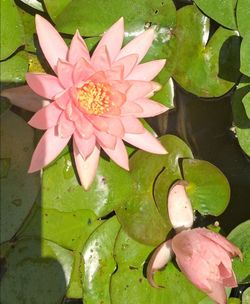 Wavanesa hardy water lilly