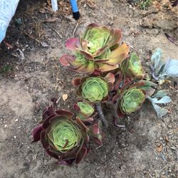 Succulent 