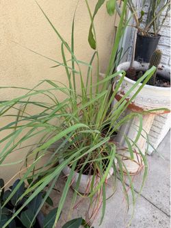 Grande Lemon grass planta de limón