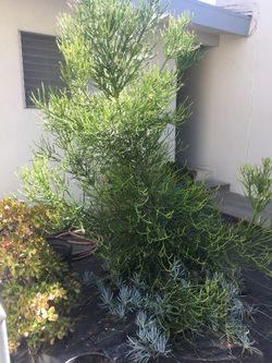 Succulent