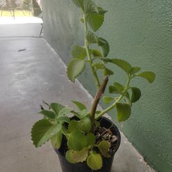 Oregano Orejon