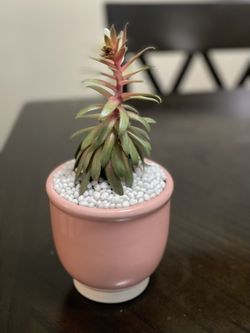 Succulent For Sale