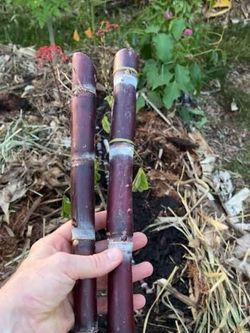 Dark purple sugarcane plants