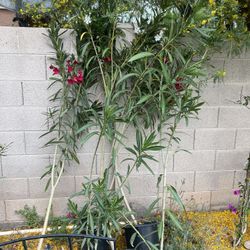 5 Gal Oleanders