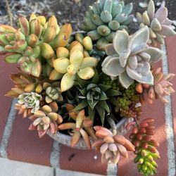 Succulent Arrangement In Porcelain Pot 