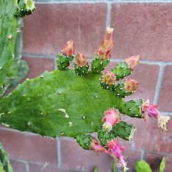 Prickly Pear Cactus