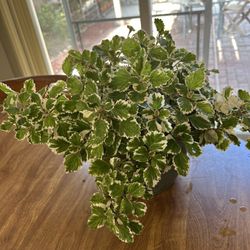 Swedish Ivy 