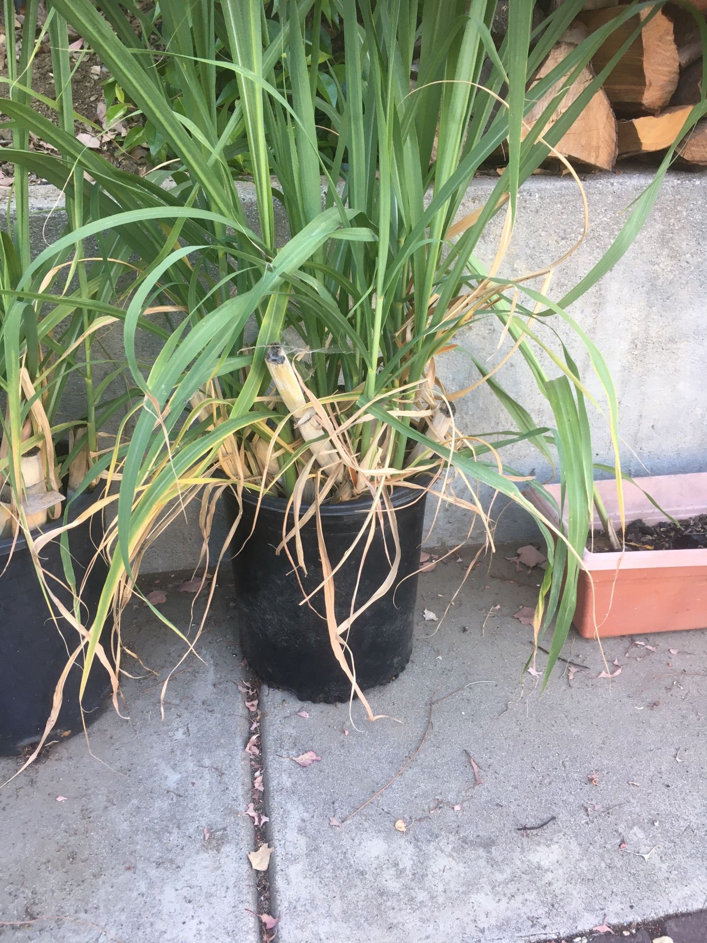 sugar cane sugarcane plants in 5 gallon pot