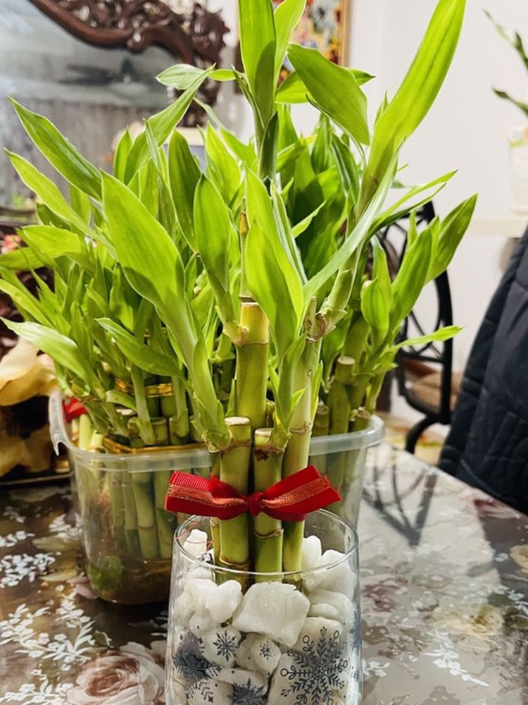 Real Lucky Bamboo Plants 6 Stalks For 8$