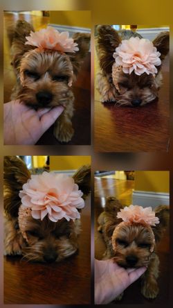 Cute Hair Accessory