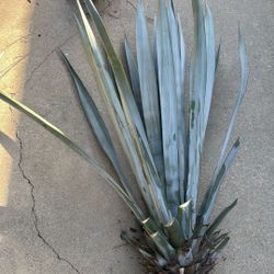 Agave tequilana (ALL 8)