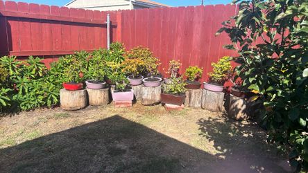 Succulent Plants In concrete Container