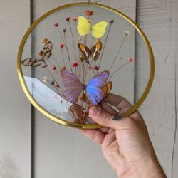 Butterfly Taxidermy Art 