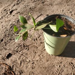 Hoya Sipitangensis 