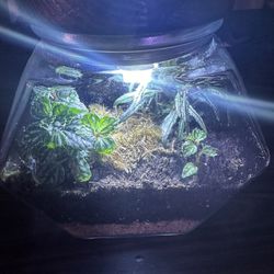 Live Plant Terrarium
