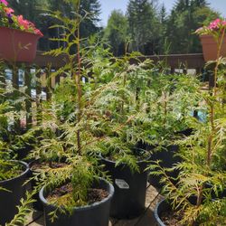 Western Red Cedar Trees