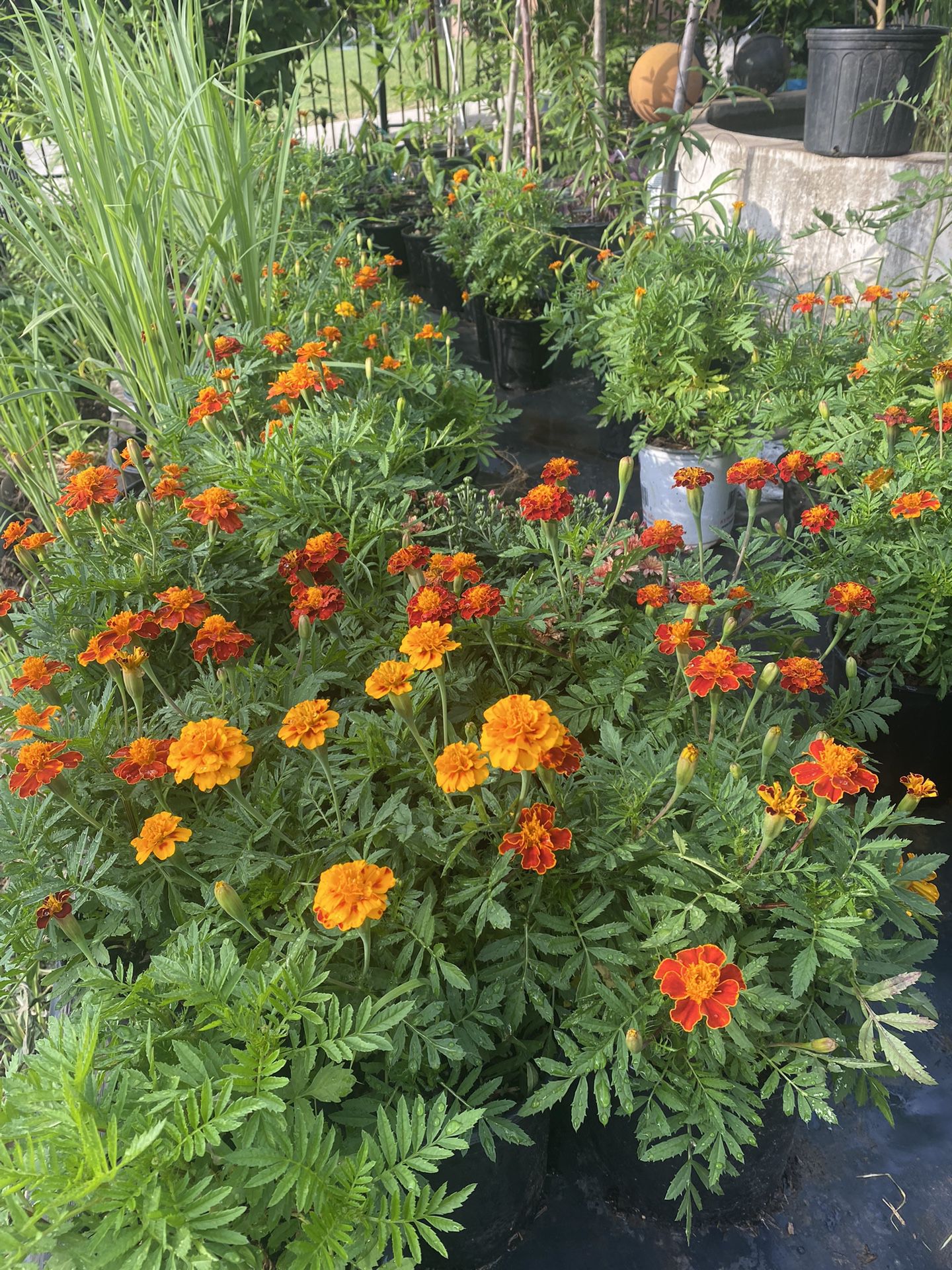 Gorgeous  Marigolds Flowers 