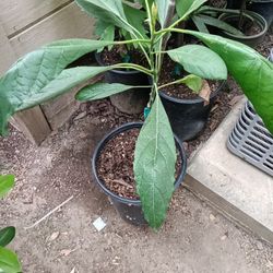 Avocado plant  , Planta De AGUACATE