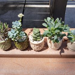 Succulent Arrangement #16 