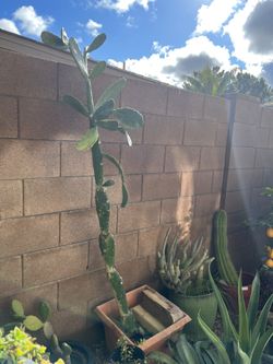PRICKLY PEAR CACTUS