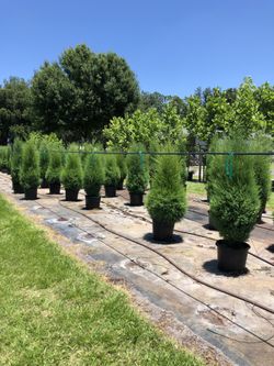 Red Cedar 4-5ft