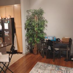 Big Plant - Great Condition 