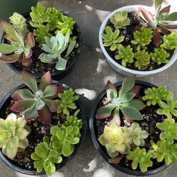 Succulent Arrangements