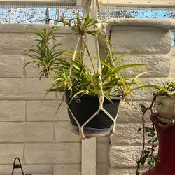 2 Spider Plants 