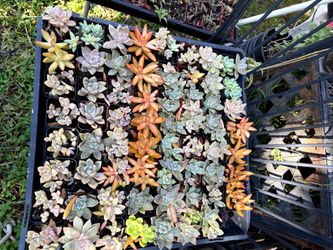 Succulent Plants  2" Pot $1 each,  For Baby Shower  ,Birthdays, Bridal Shower, Church and School Events