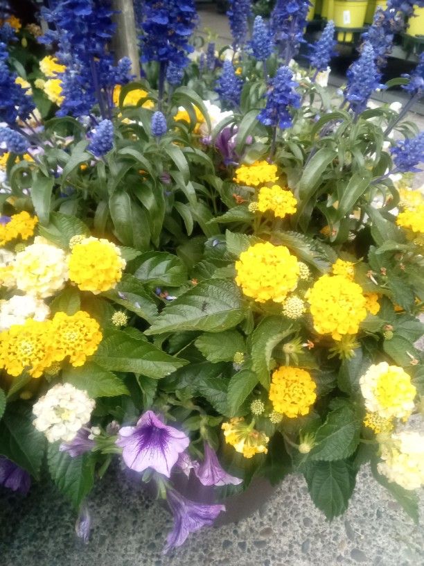 Hanging Floral Baskets & Arrangements