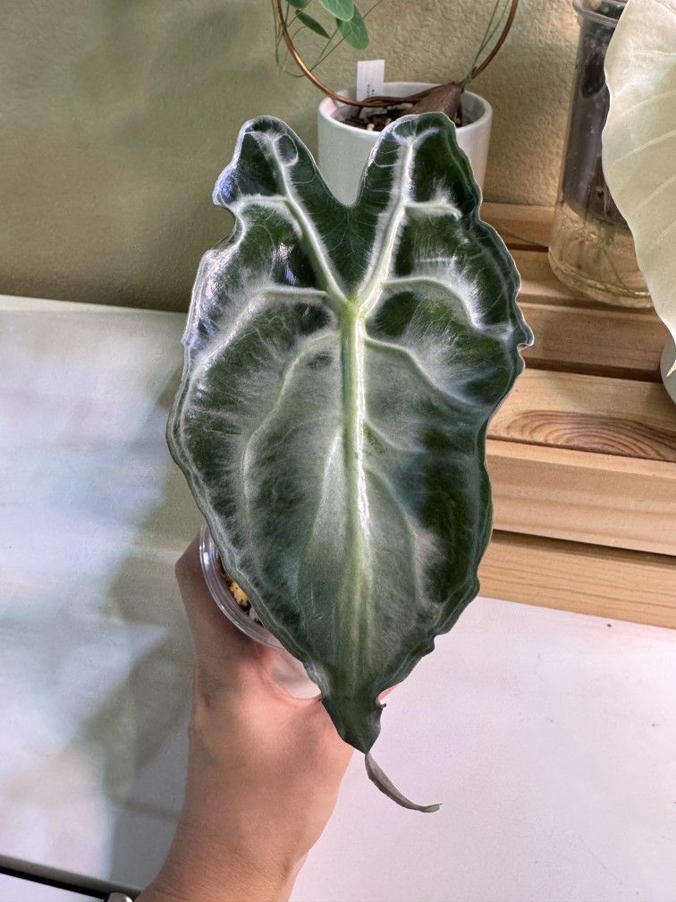 Alocasia Venom Corm For Sale
