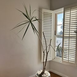 Sculptural Wabi-sabi style Dracaena Marginata Characteristic Dragon Tree Mature Live Houseplant Minimalist 
