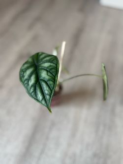 Alocasia Silver Dragon