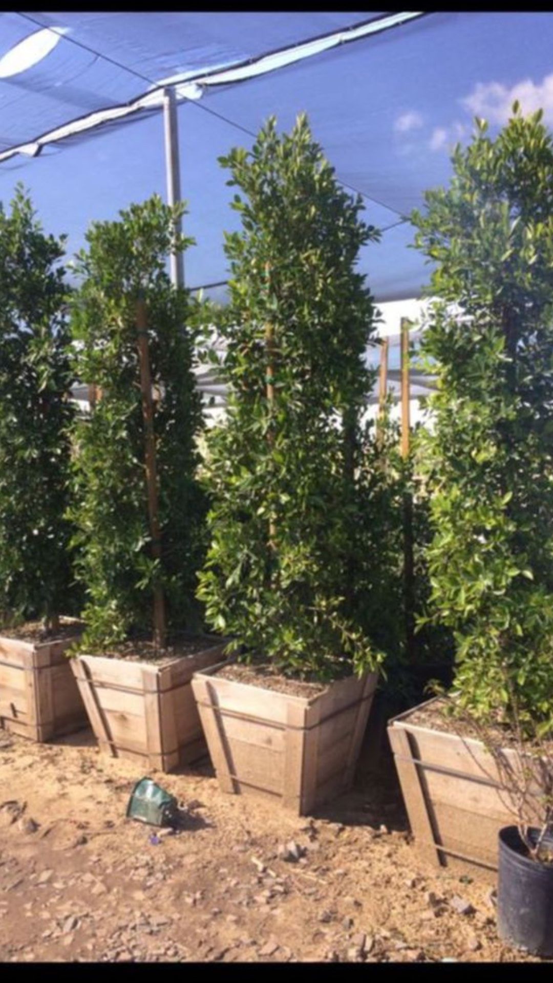 Ficus nitida, Indian Laurel Ficus Tree, Indian Laurel Columns, Hollywood Hedge And Privacy 24”bx