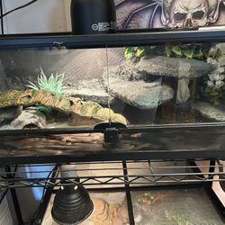 20 Gallon Terrarium