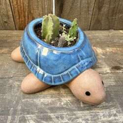 Beautiful Cactus Arrangement 