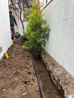 Podocarpus trees