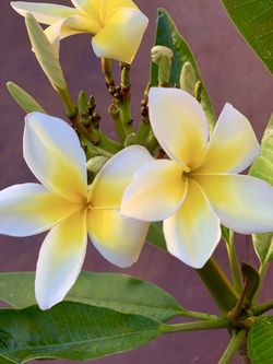 Plumeria