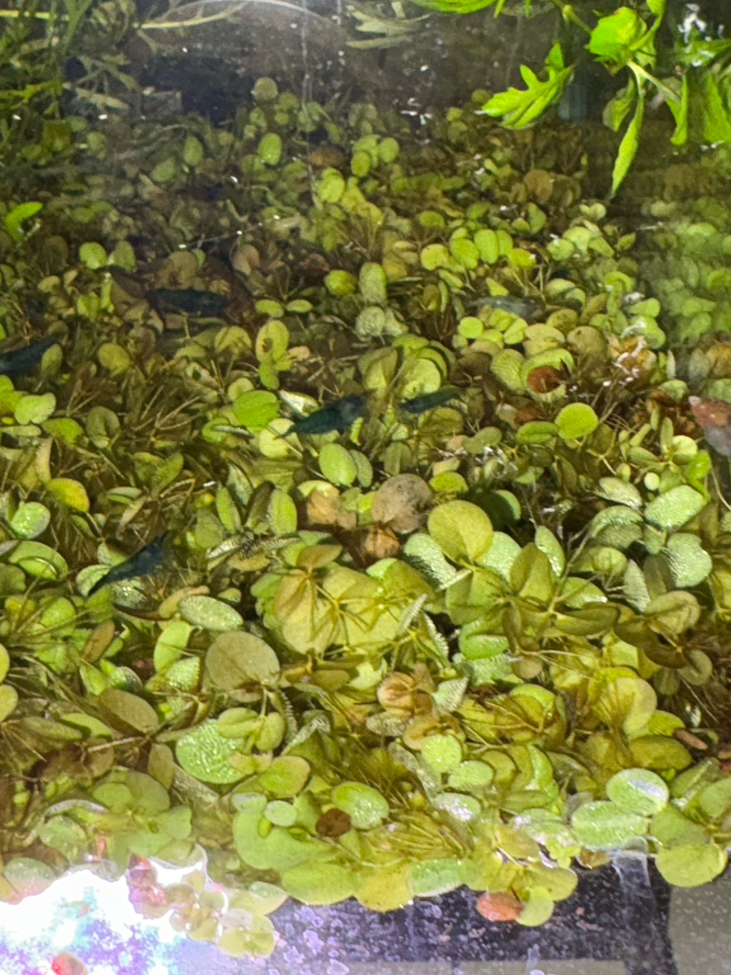 Blue Jelly Neocaridina