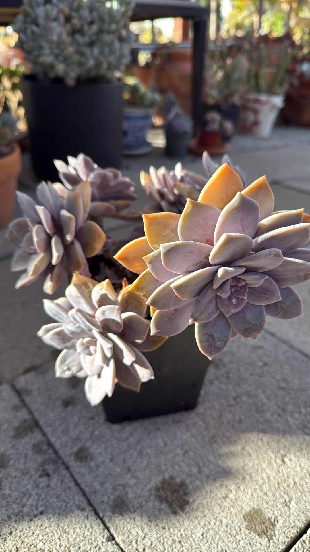 Succulent Plants 6” Pot