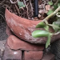 Medium/LG Terracotta "Bowl" Shaped Handmade Planter/Flower Pot With Succulents