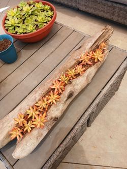 SUCCULENT IN LOG 3 FT.
