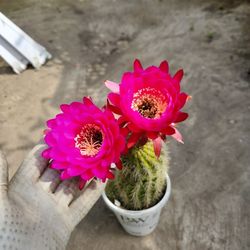 Cactus