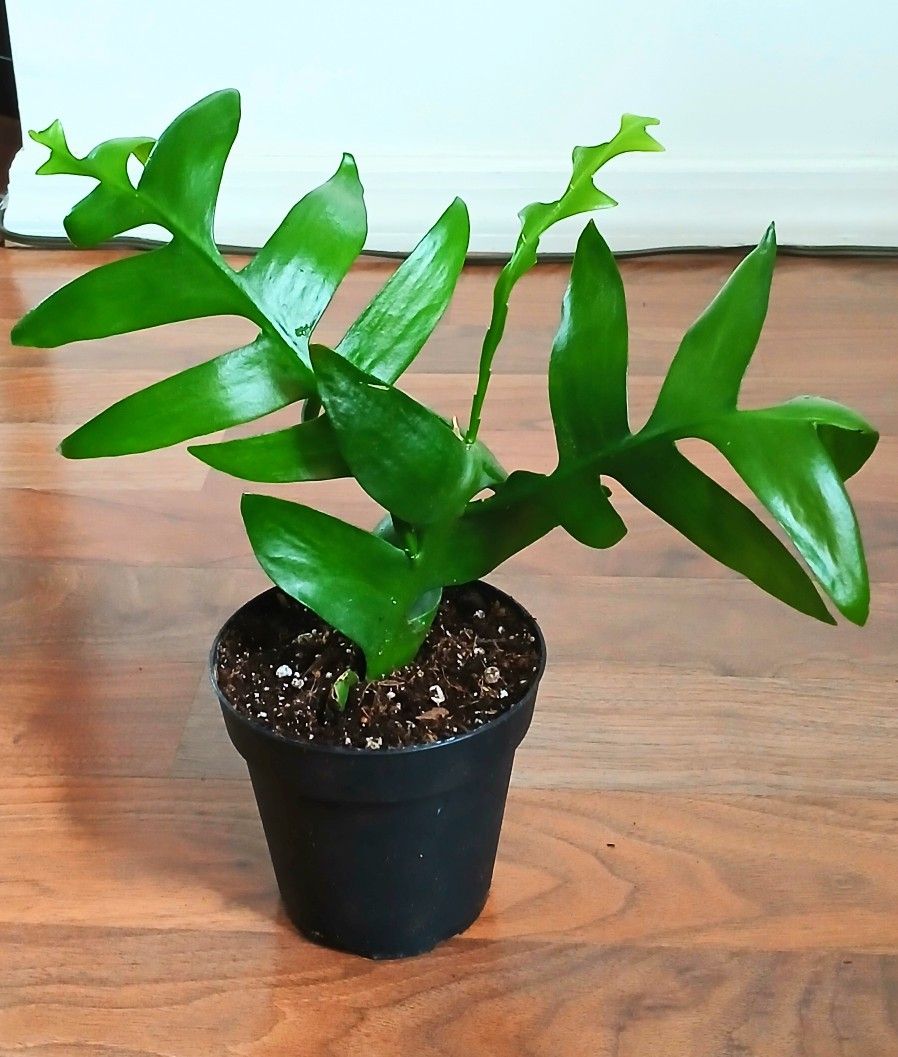 Live Beautiful Shark Tooth Cactus Indoor Houseplants With 4 Inch Nursery Pots 