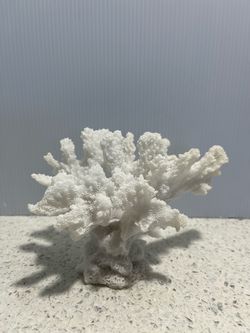White Natural Coral Specimen 4x6 inch