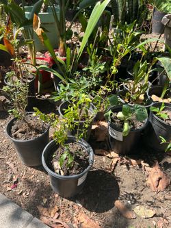 Bonsai Dwarf Pomegranate Plant Pot