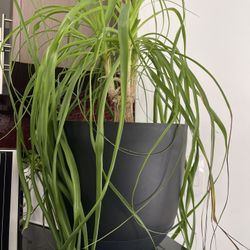 PLANT + POT