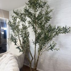 large olive tree