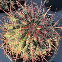 Mexican Can Lime Barrel Cactus 